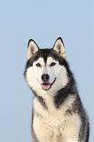 SIBERIAN HUSKY 221